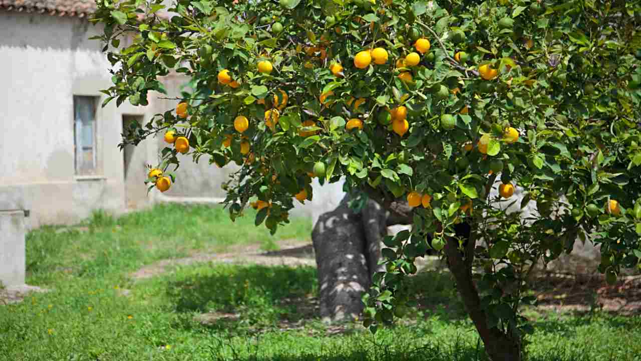 Albero di limoni