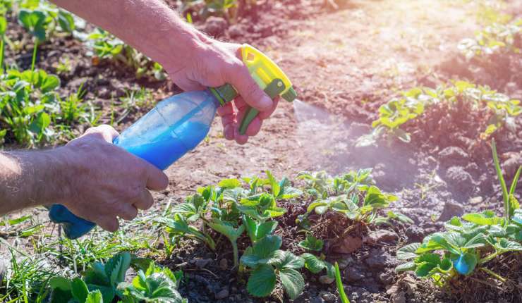 Fertilizzante con il latte 