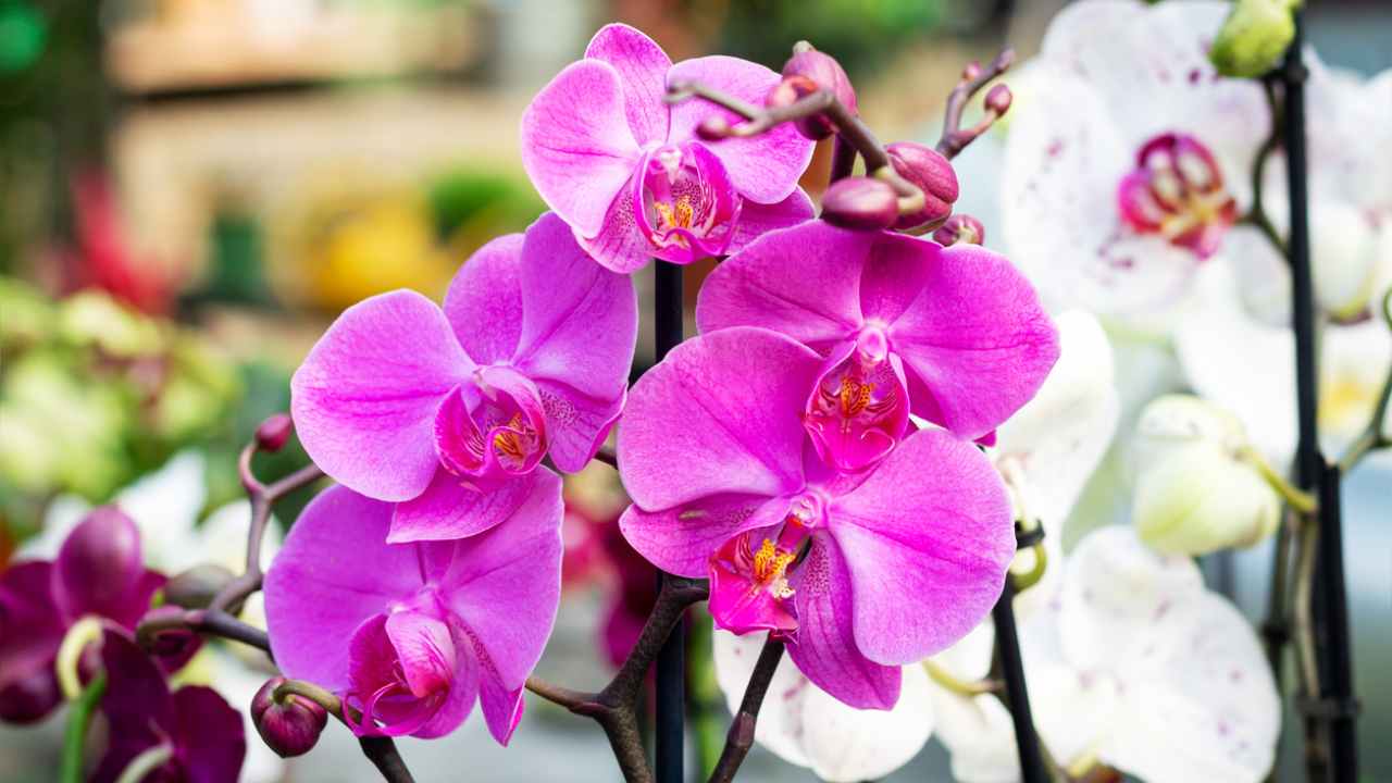 Orchidee