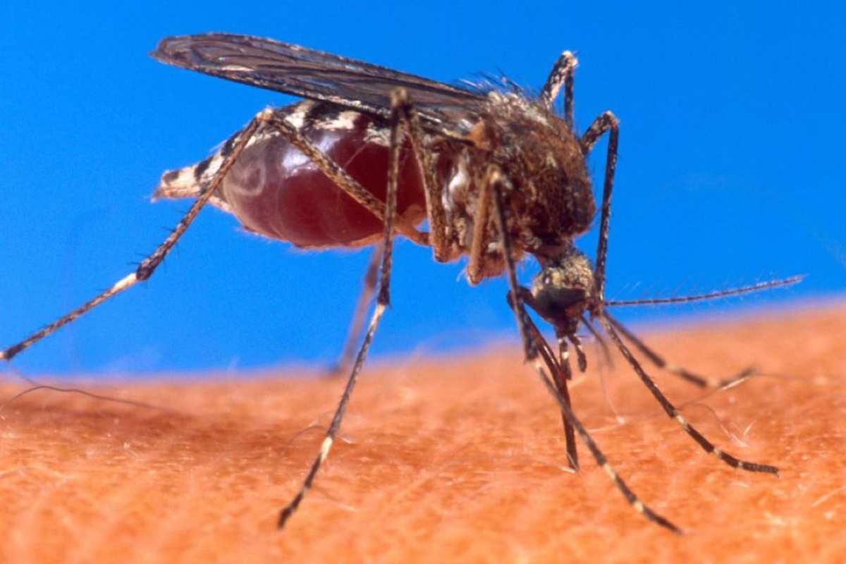 La zanzara Aedes, vettore del virus Dengue